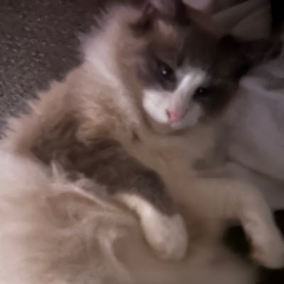 Meet your Posher, Valentina - Picture 1 of 1